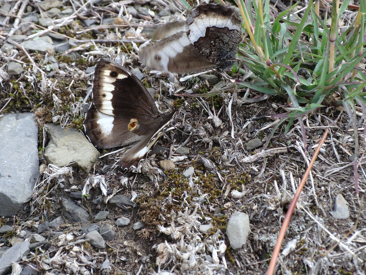 ipparchia del faggio accoppiamento