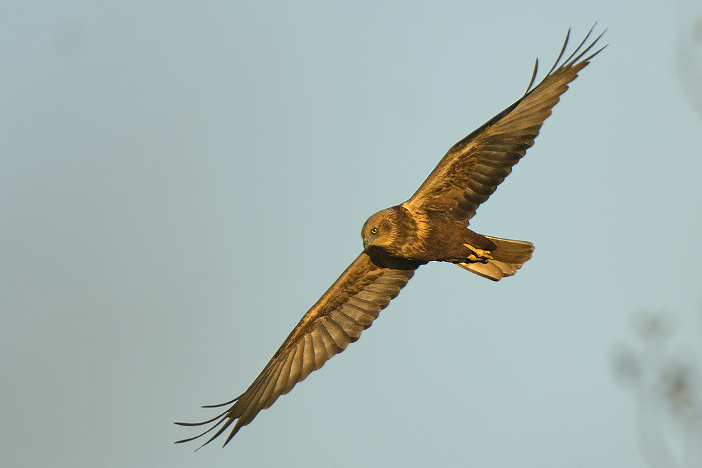 marsh harrier