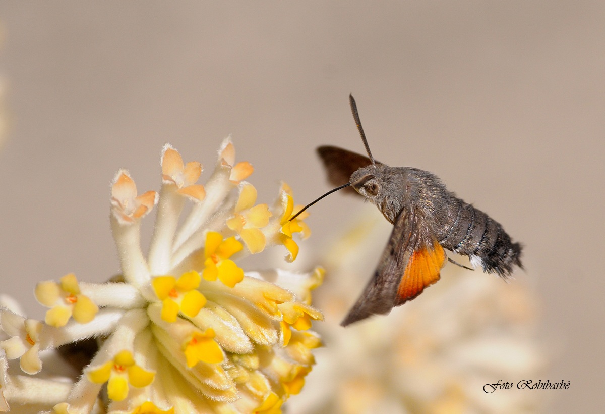 Farfalla Colibrì .....