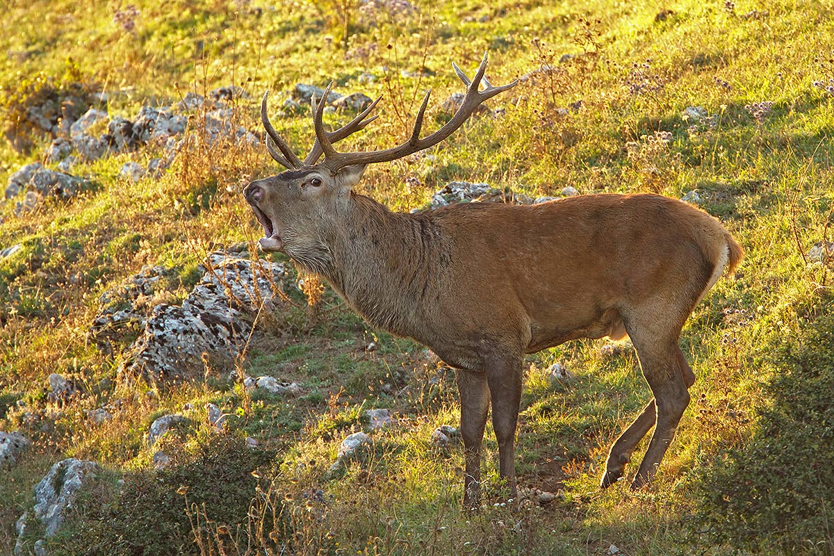 Bramito di Cervo