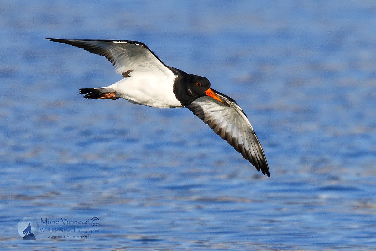 Oystercatcher