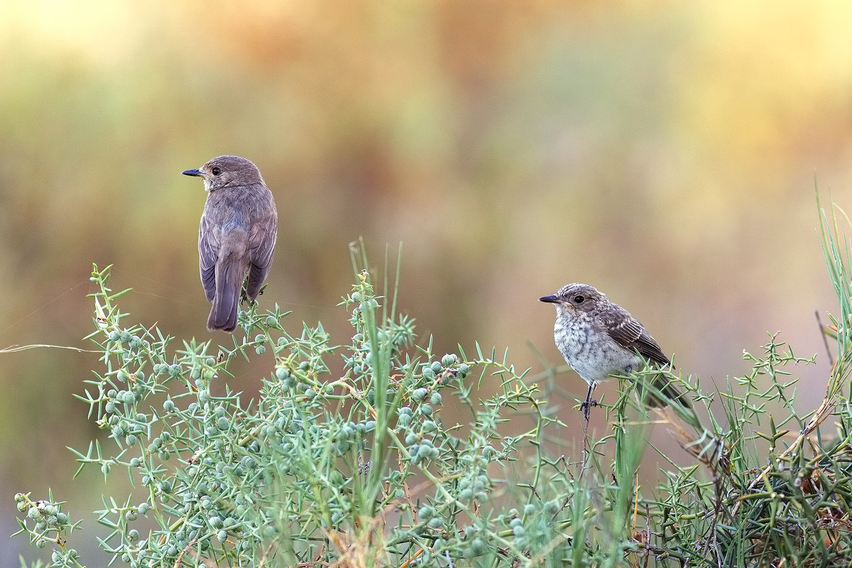 Coppia di Pigliamosche