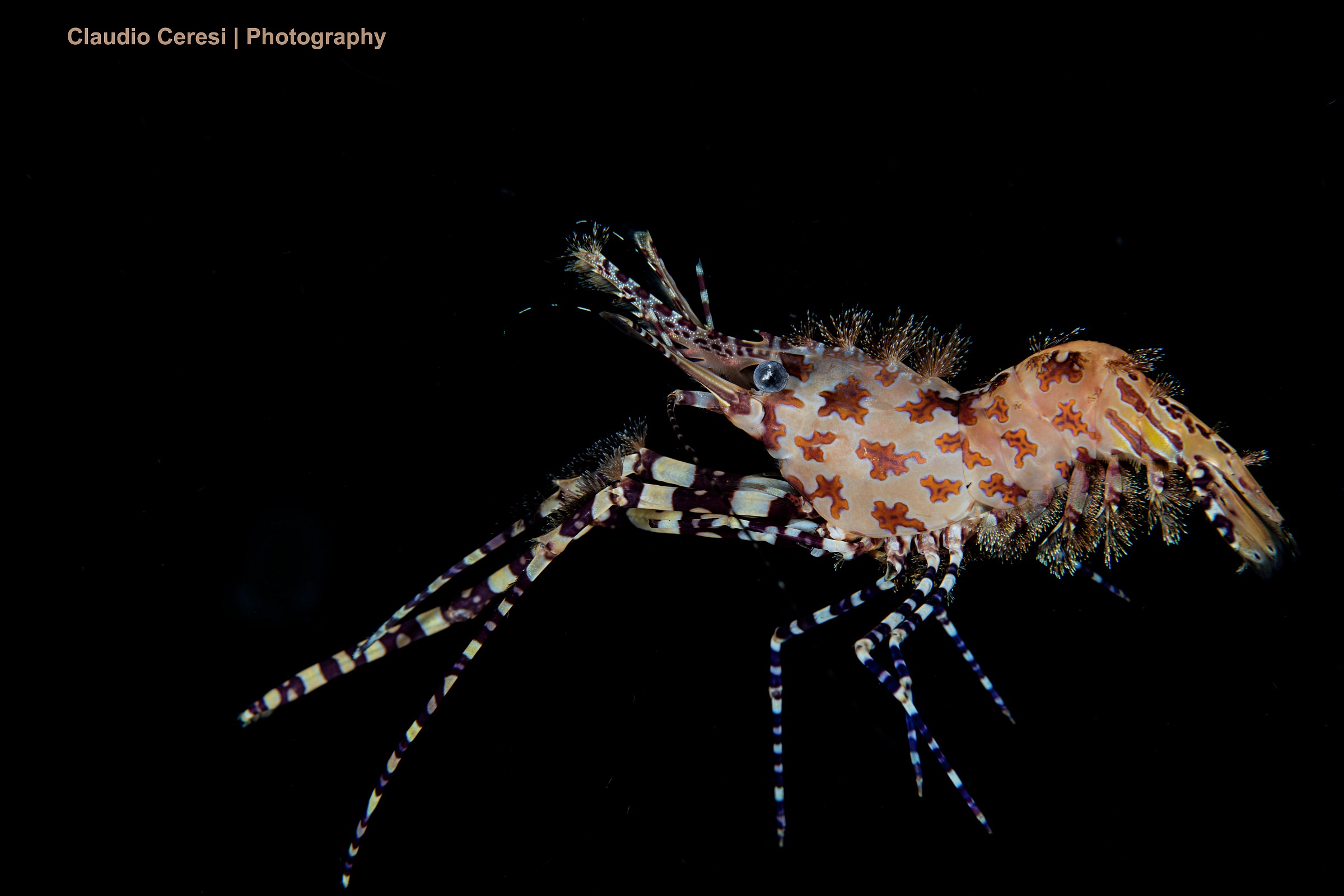 Saron marmoratus, marble shrim