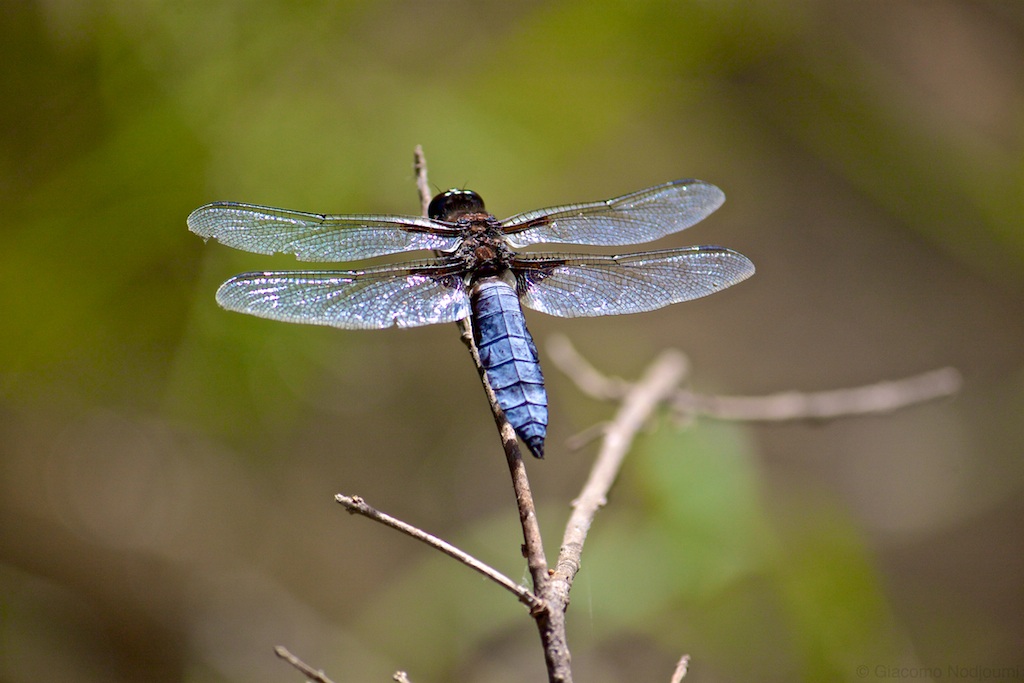 Libellula Depressa