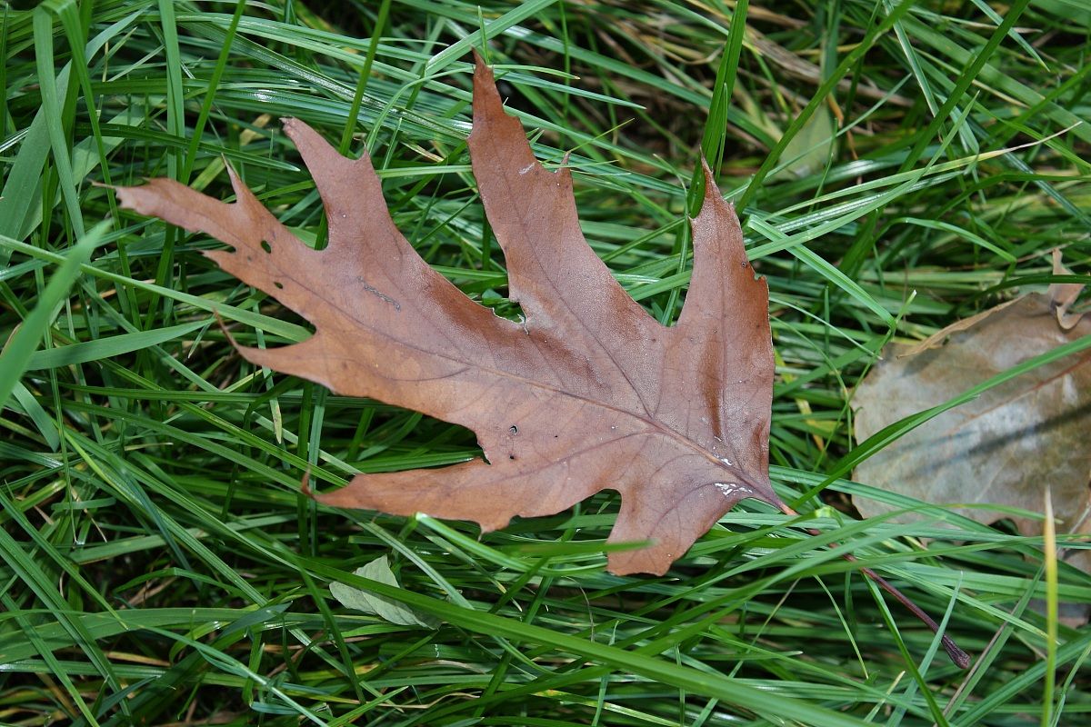 Leaf in the early autumn
