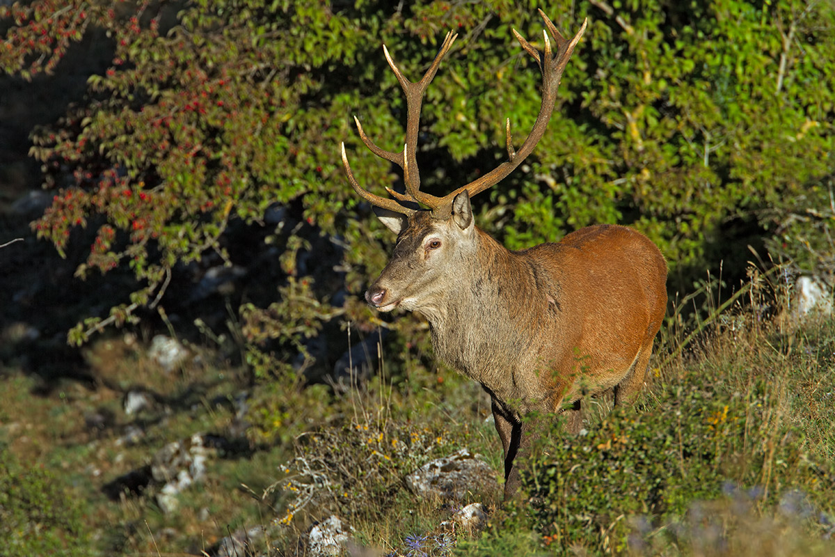 Cervo maschio