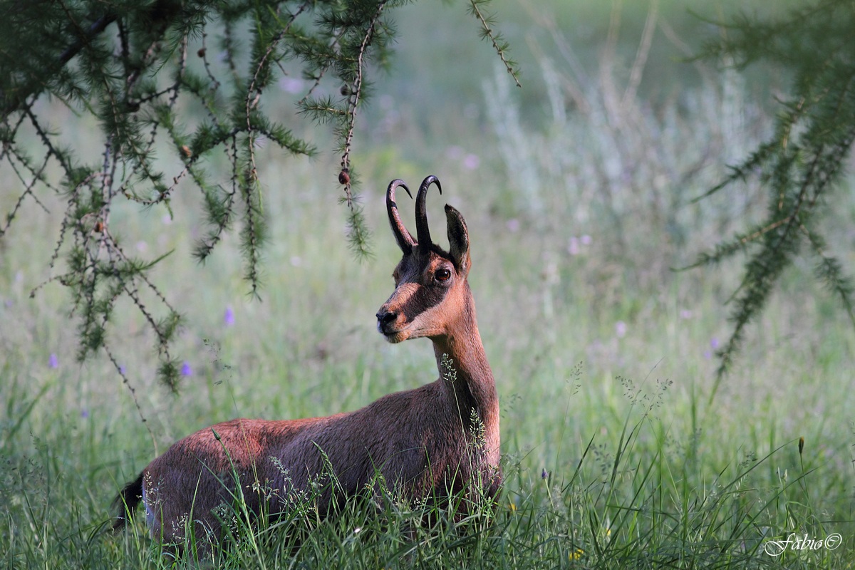 Camoscio all'alba II