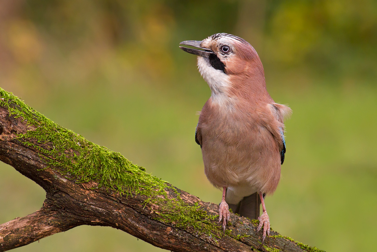 Con la ghianda nel gozzo
