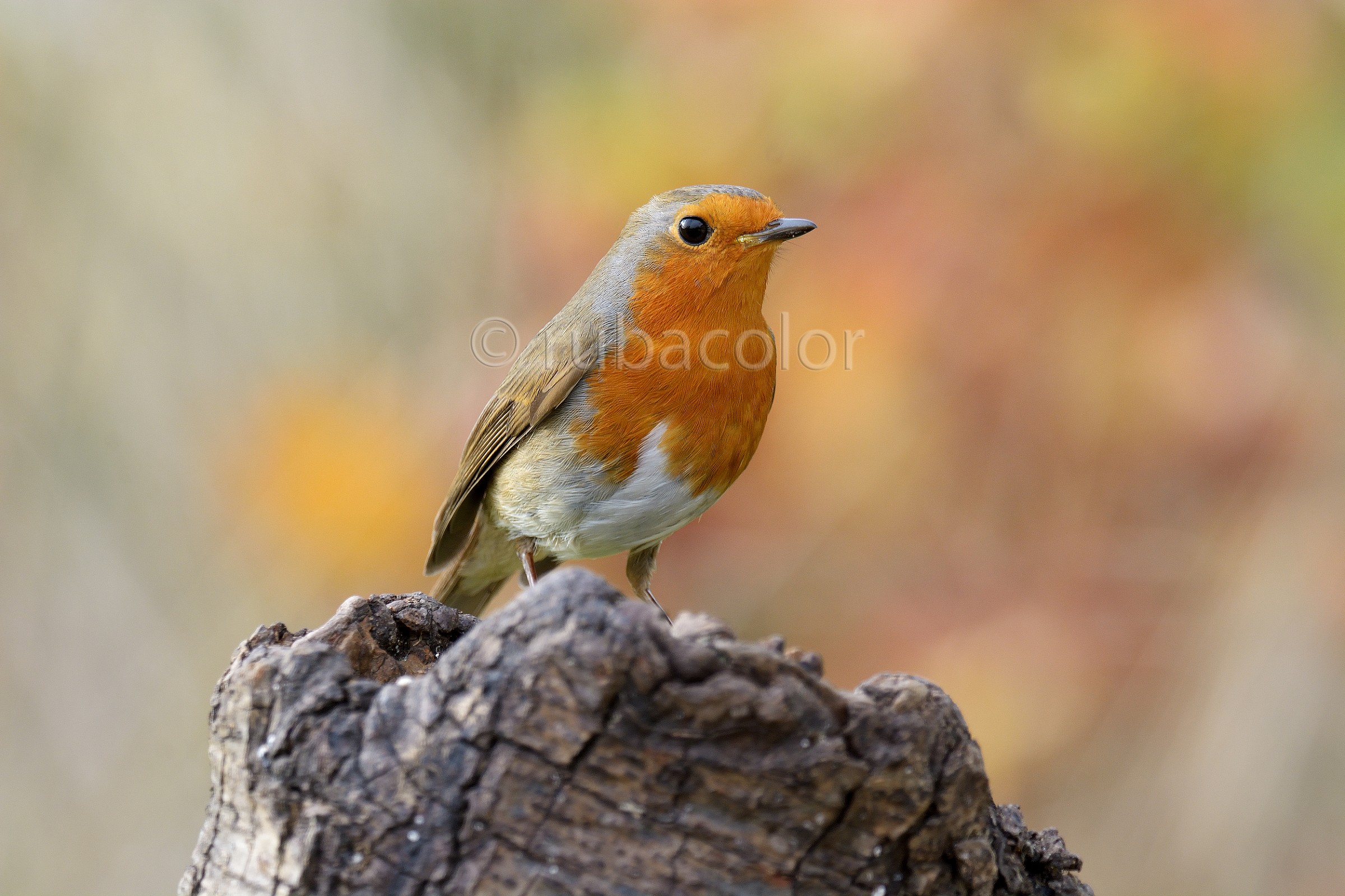 Un pettirosso in autunno