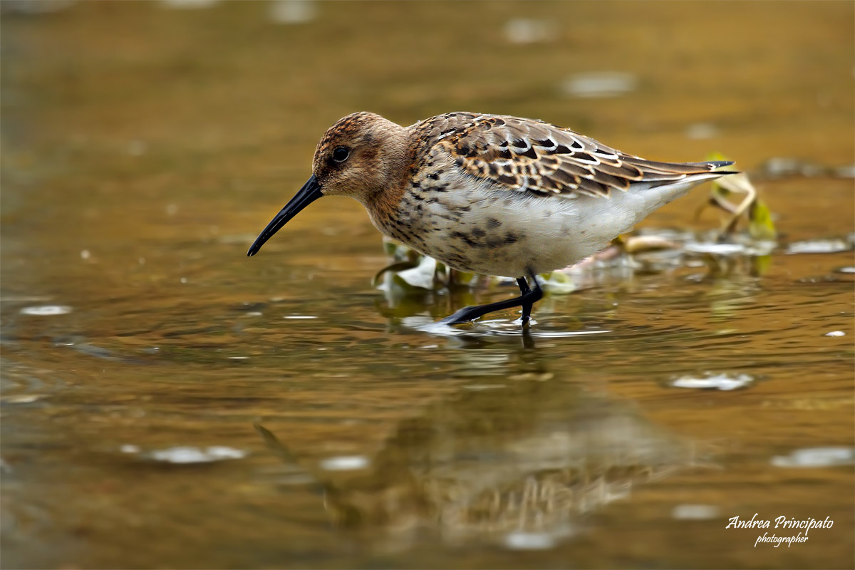 Piovanello pancianera