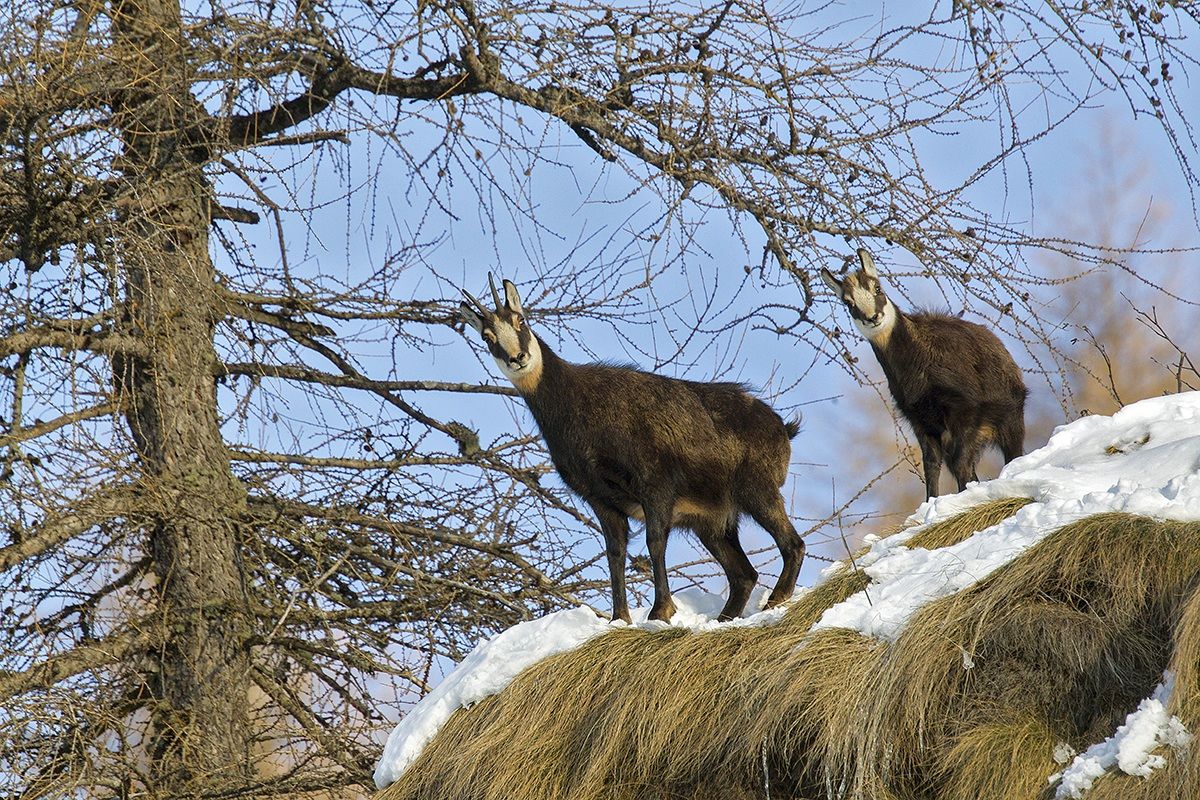 chamois