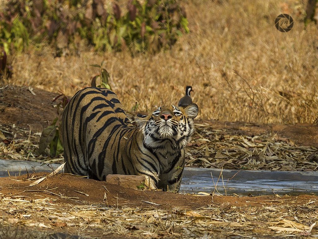 La principessa si alza ....