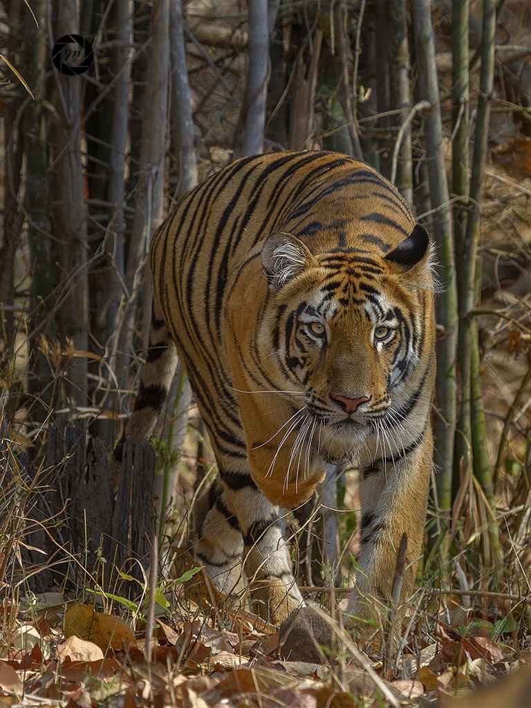 La tigre di stalking