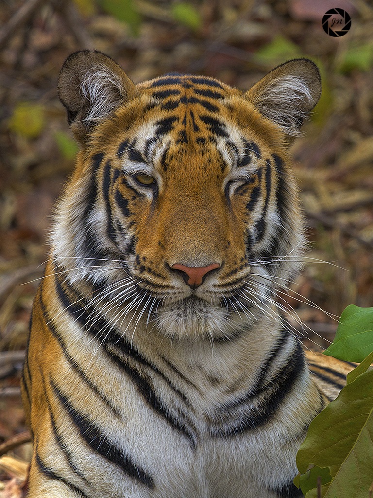 La tigre ammiccanti