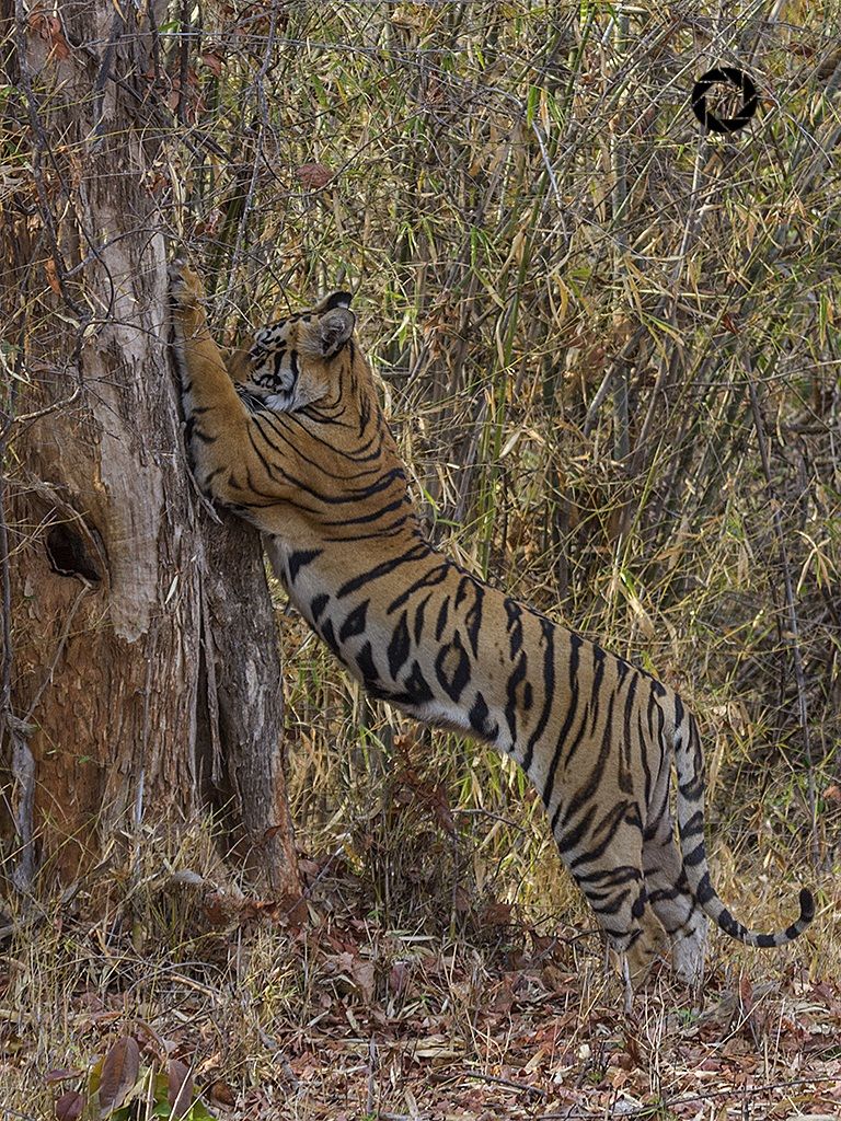 Guardate quanto è alto sono