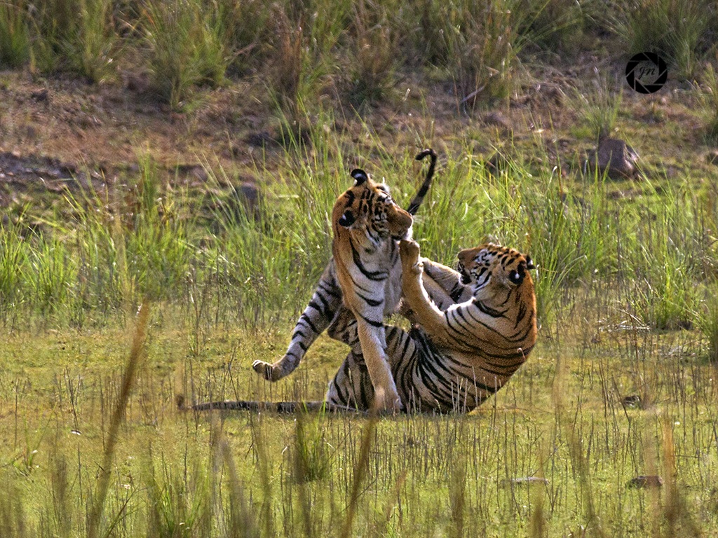 L'incontro di lotta - 1