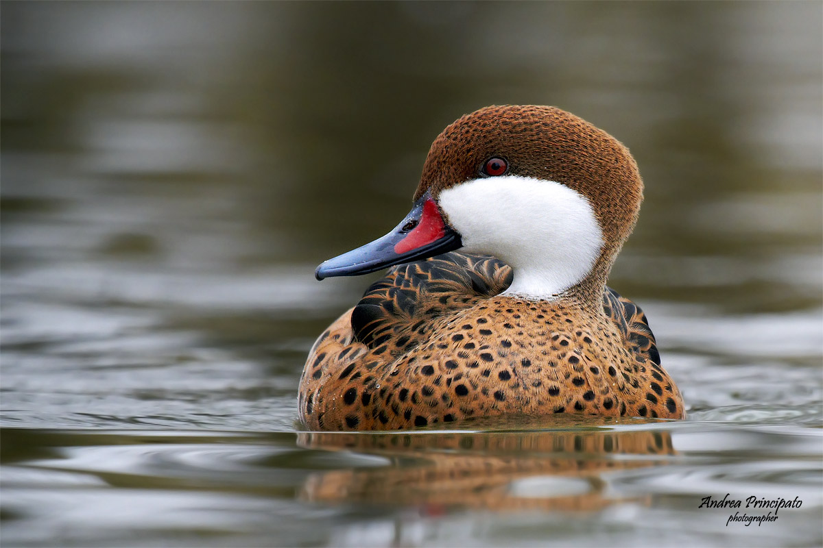 Codone guancebianche