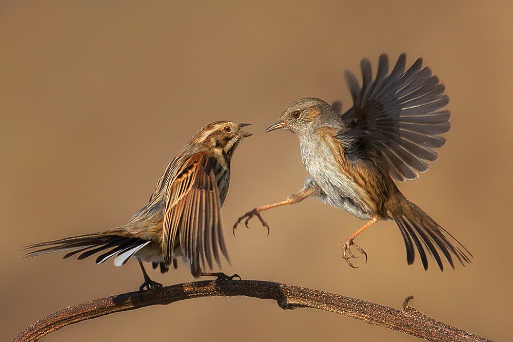 Scopaiola and migliarina in dispute