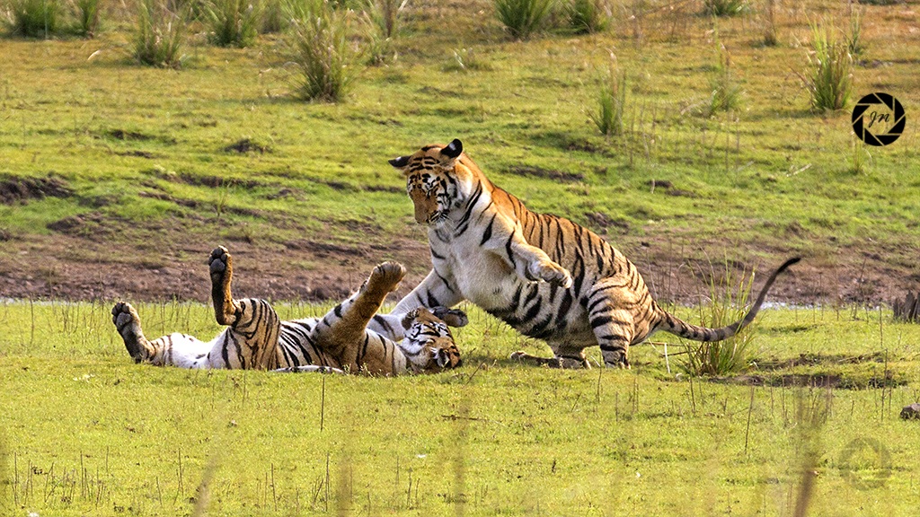 Il match di wrestling 2