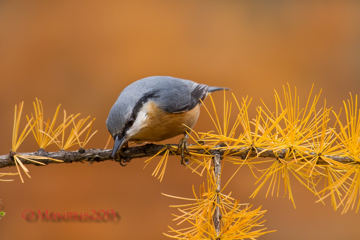 ... il picchio muratore ed il larice ...