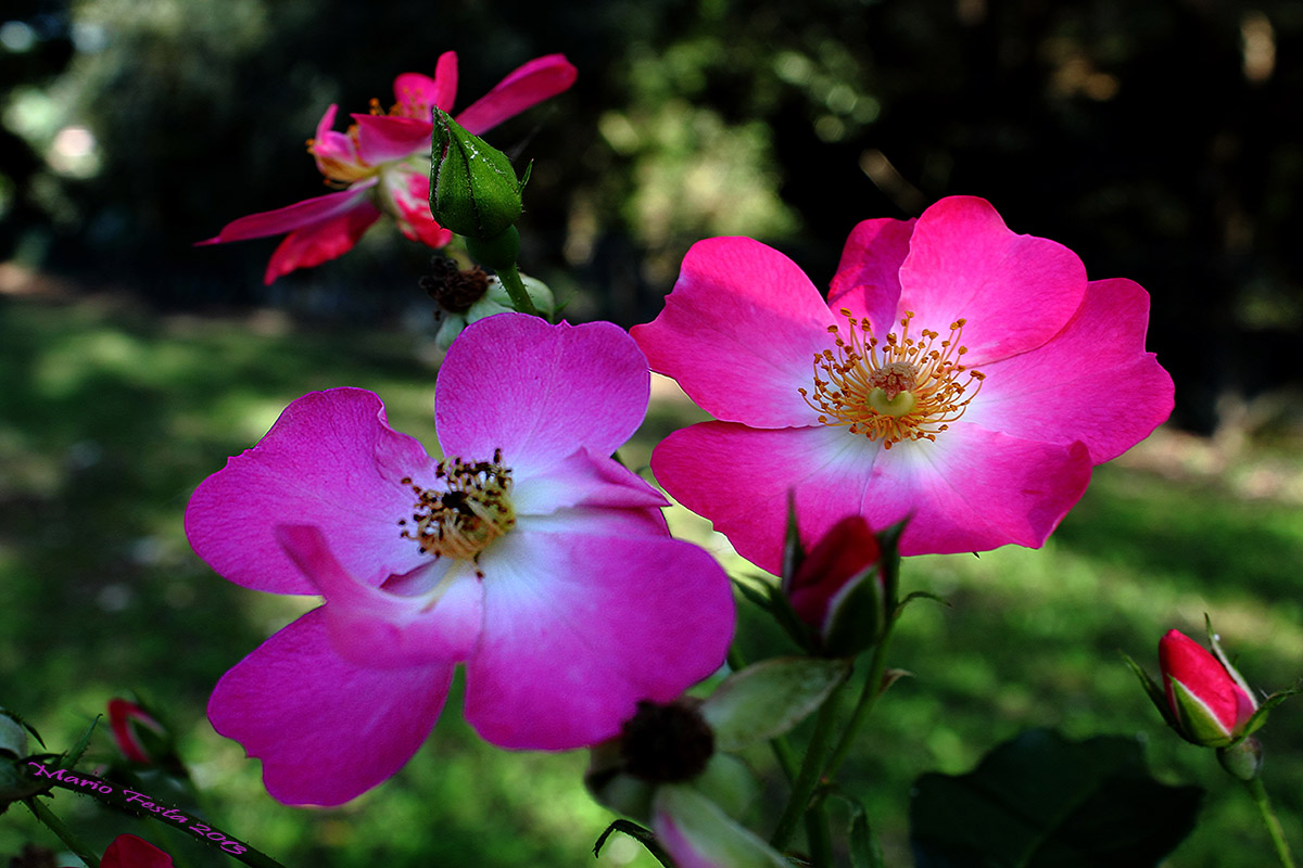 Flowers of late summer