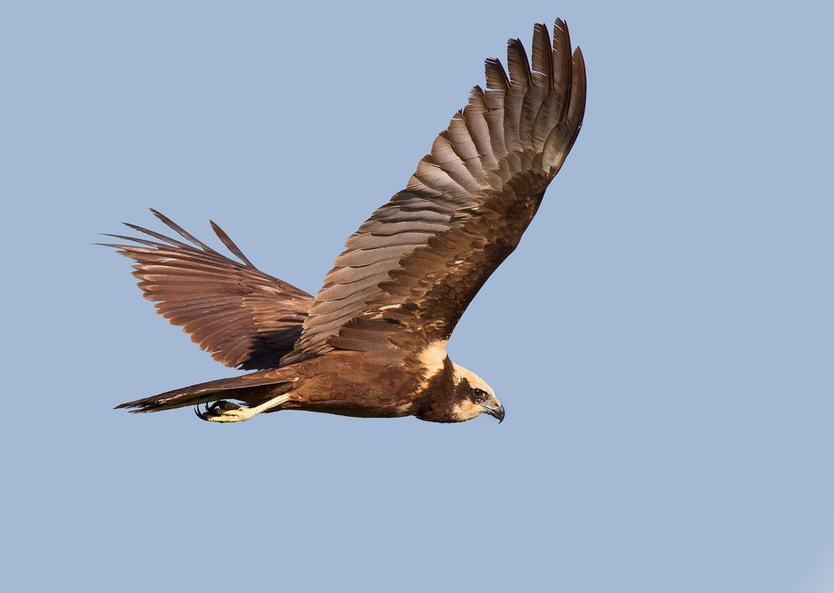 falco di palude femmina