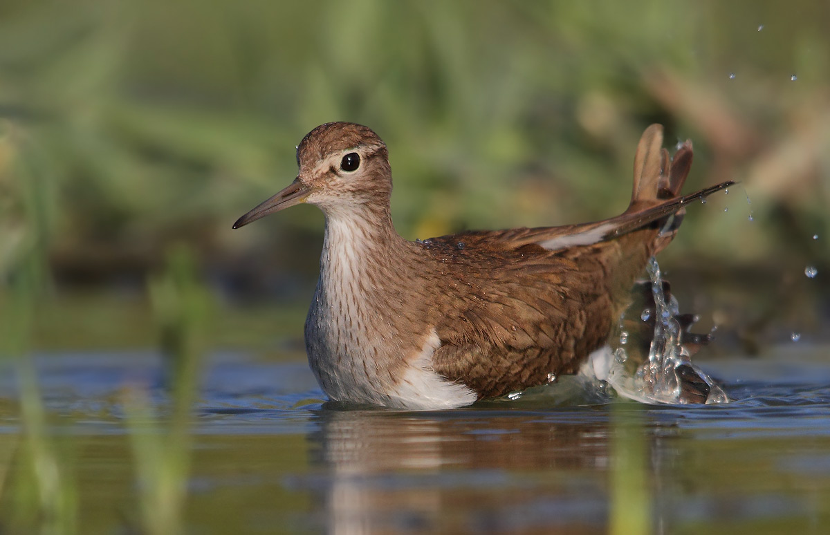 sandpiper