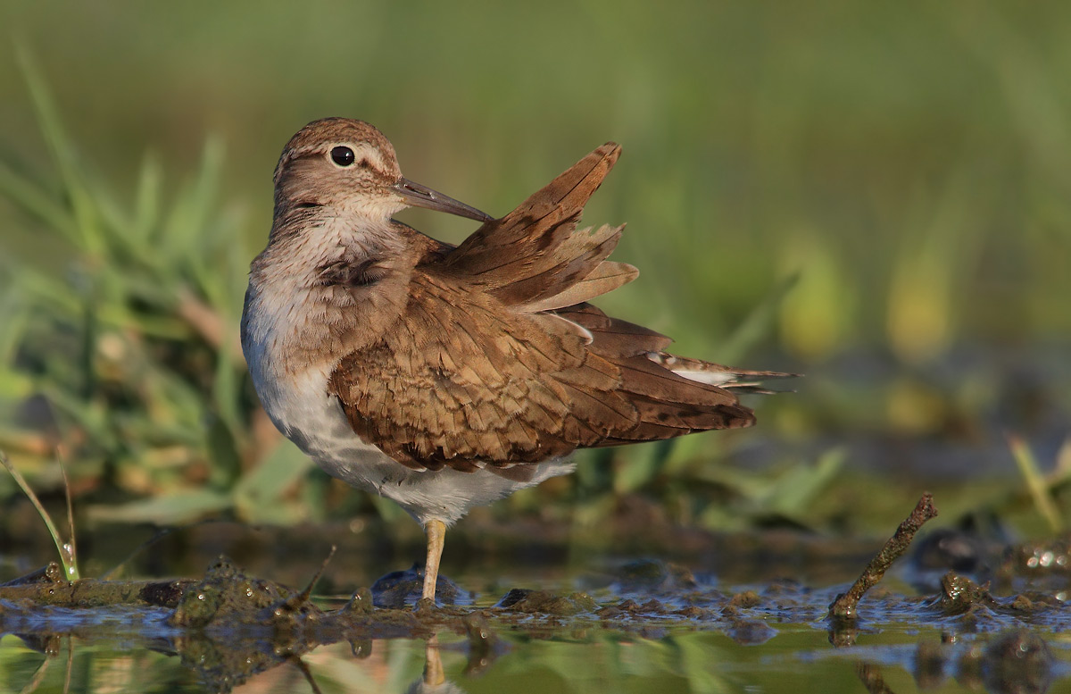 sandpiper