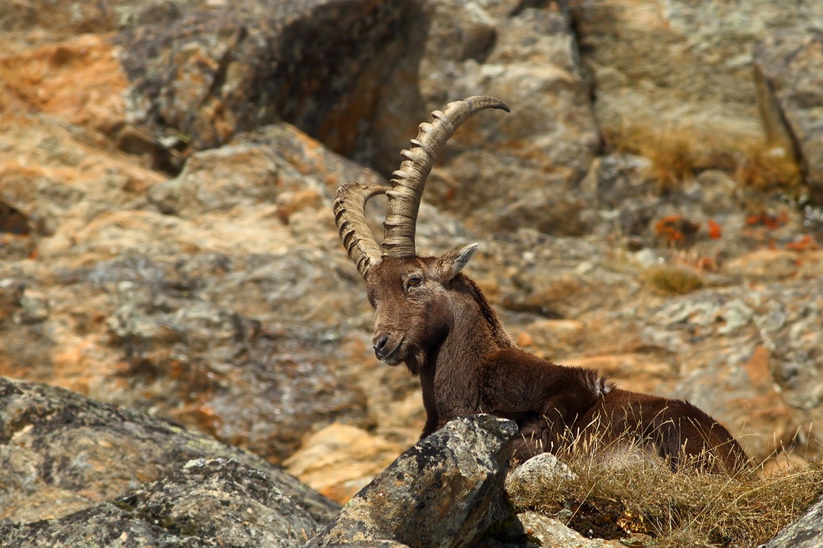 Stambecco