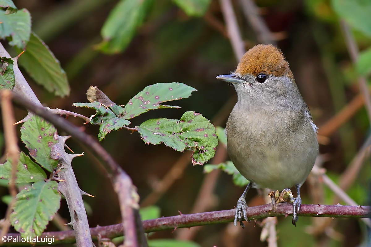 Blackcap (Sylvia atricapilla)