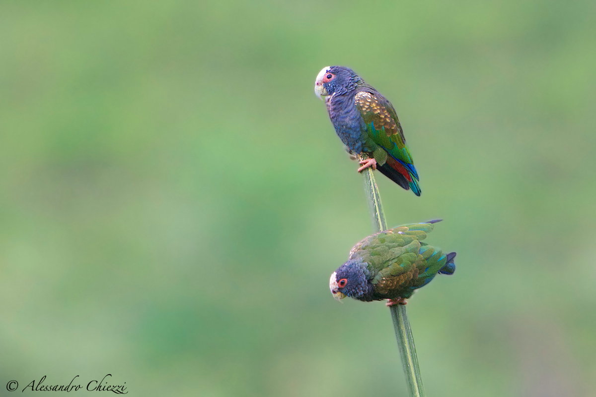 Pappagallo corona bianca