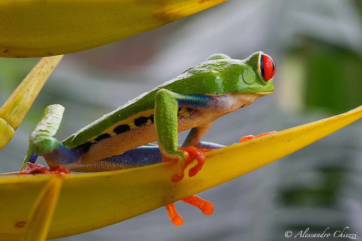 Red eyes .... Turn around!