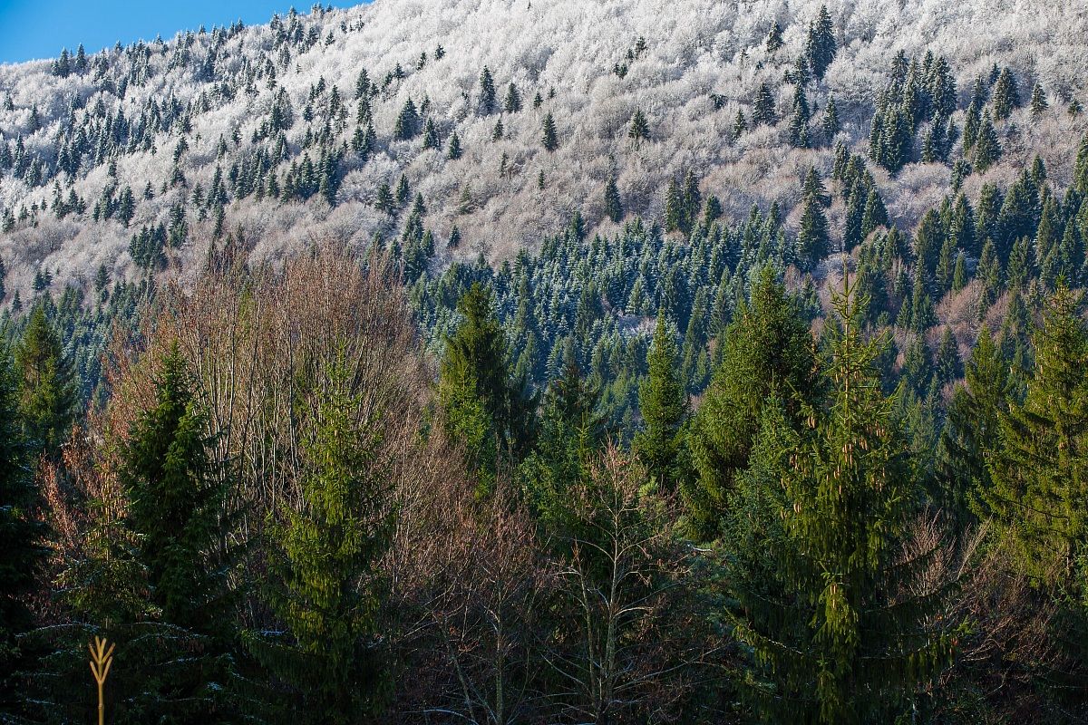 Snowing in the forest