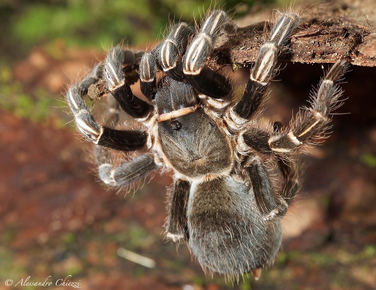 A formidable climber
