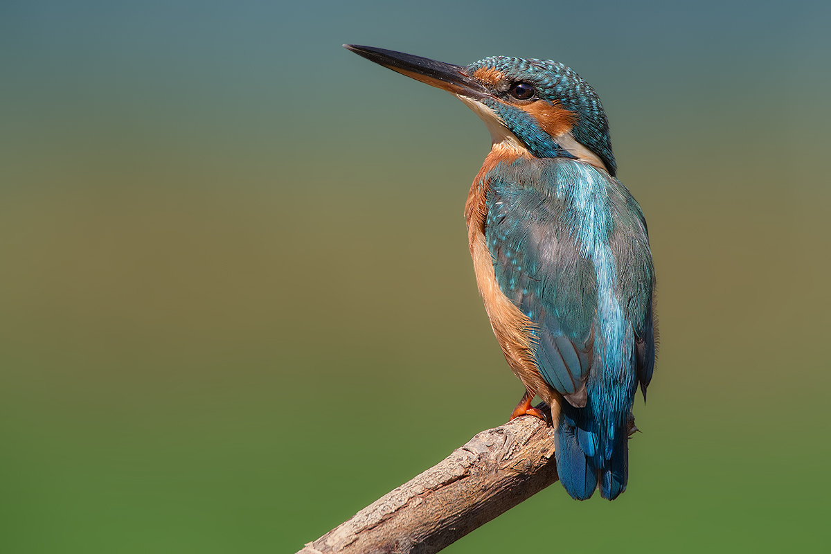 Alcedo..