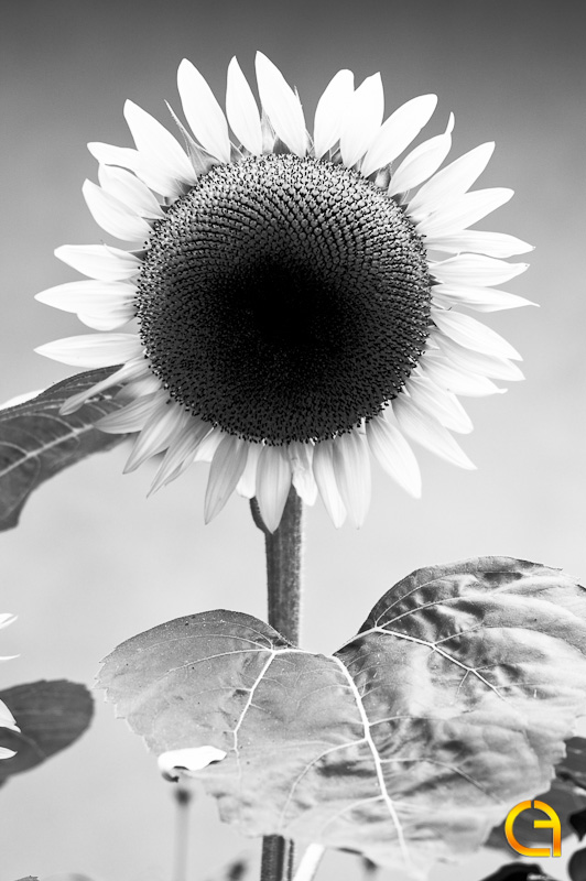 girasole
