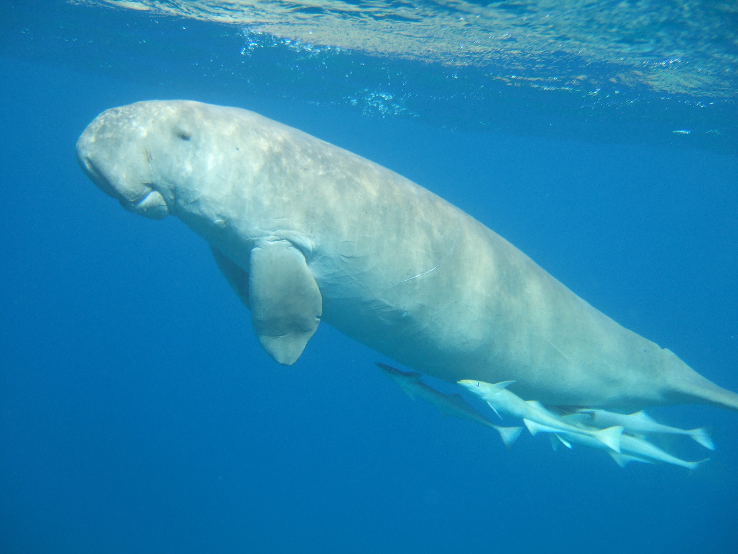 Dugong