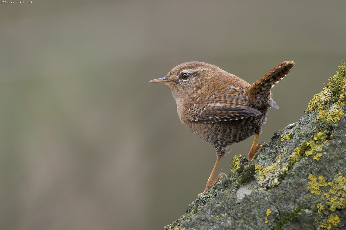 Wren