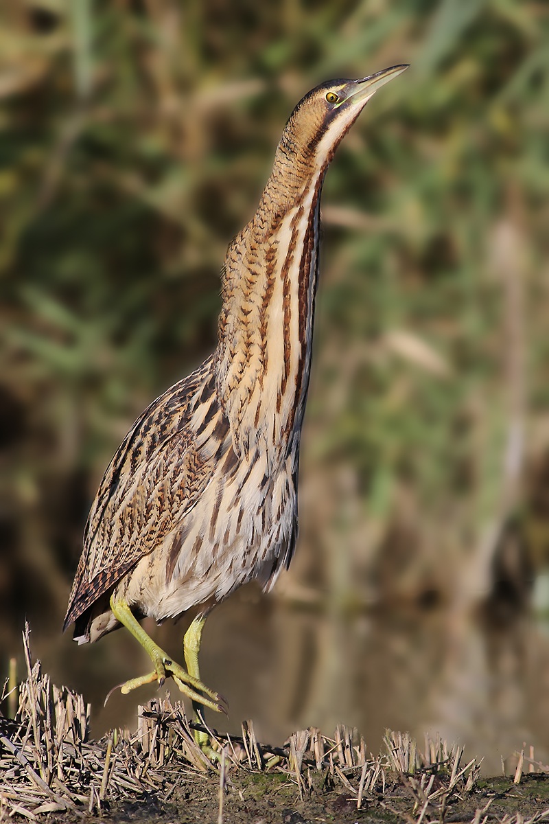 Bittern