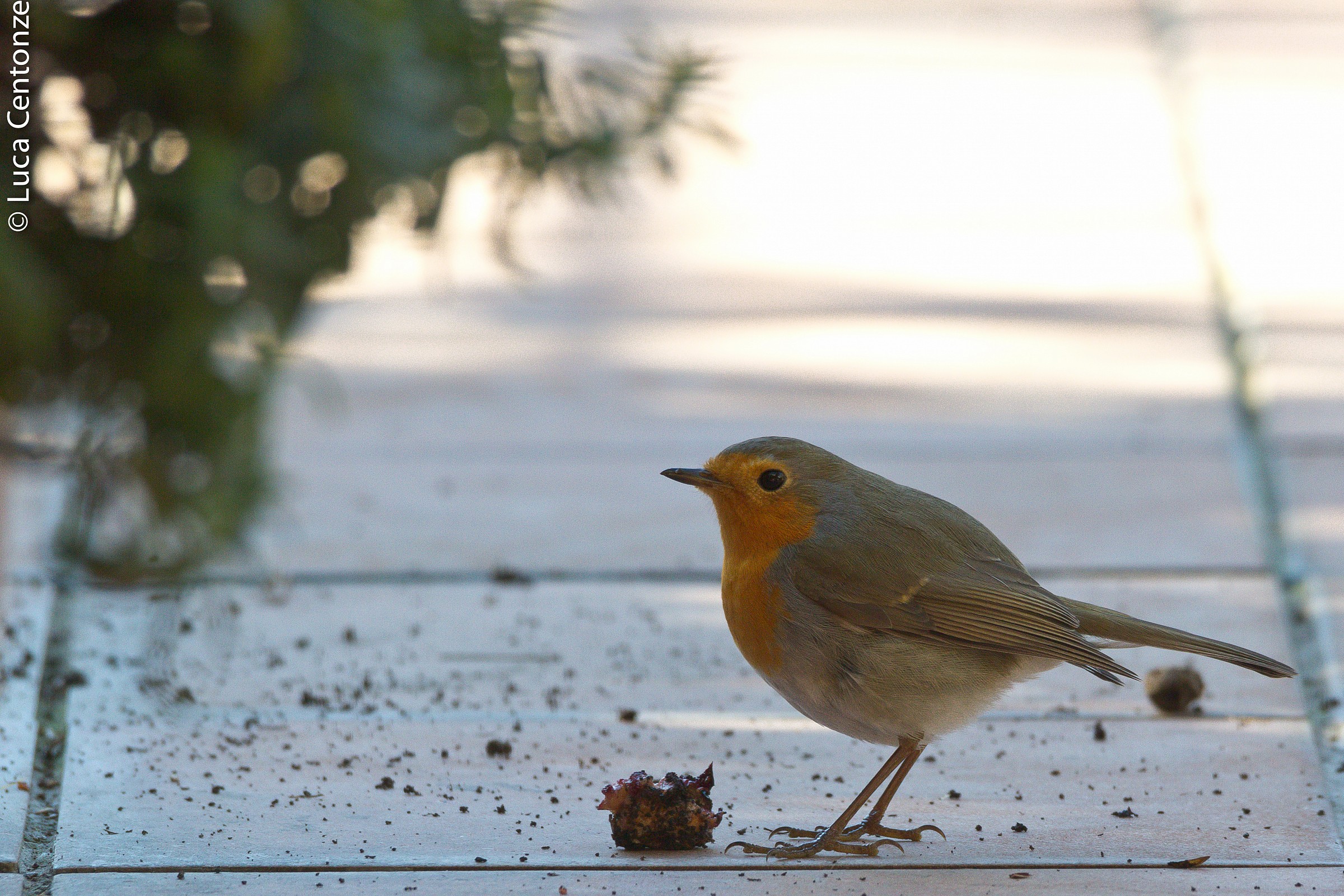 Pettirosso sul terrazzo