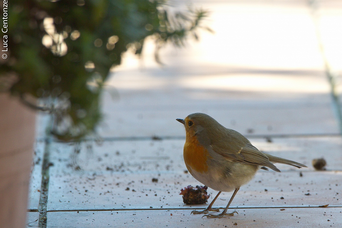 Robin on the balcony 2