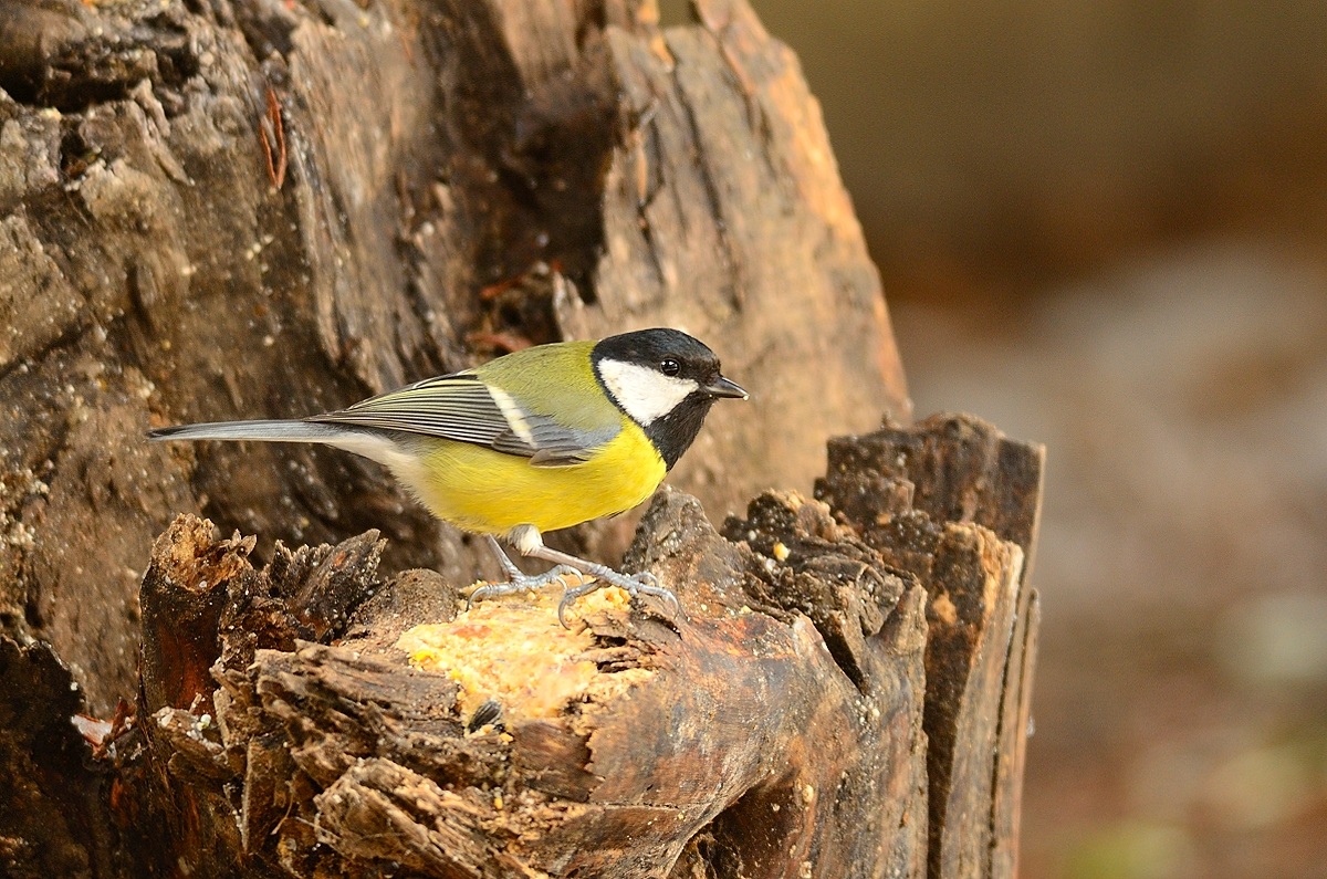 Great Tit