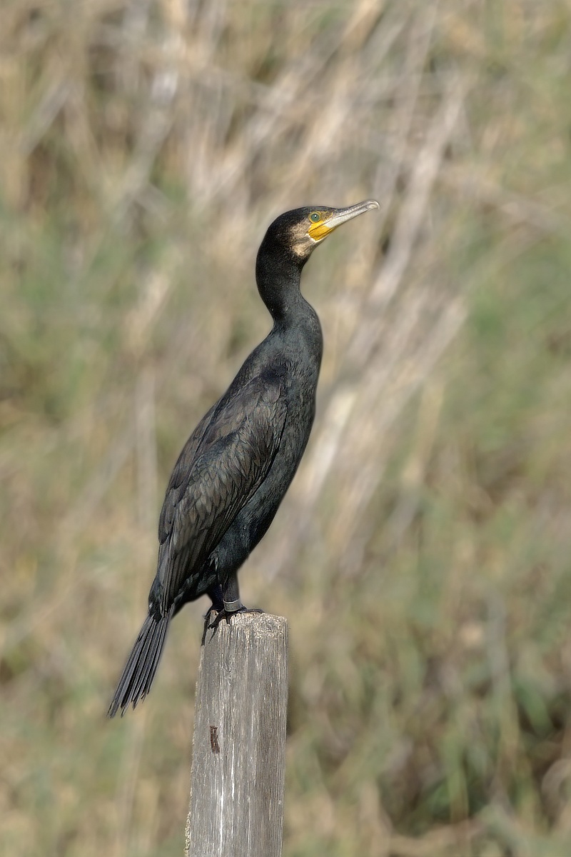 Cormorano