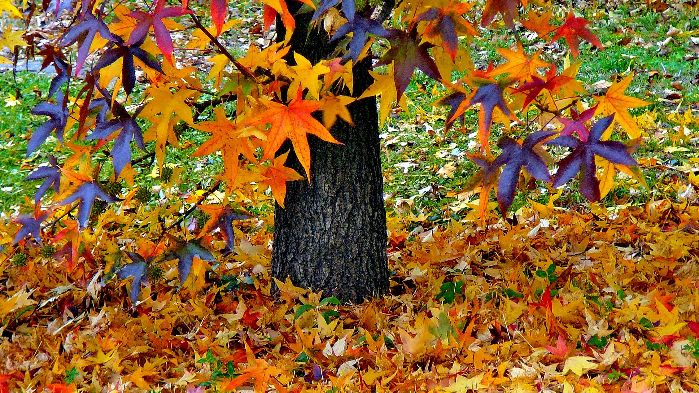 l'albero delle stelle autunnali....................