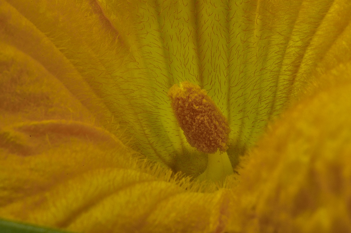 Zucchini Flower