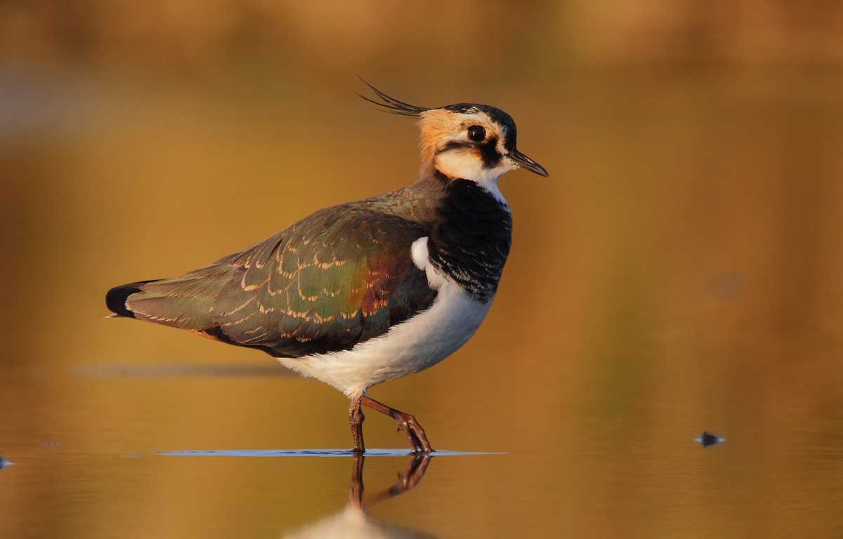Lapwing