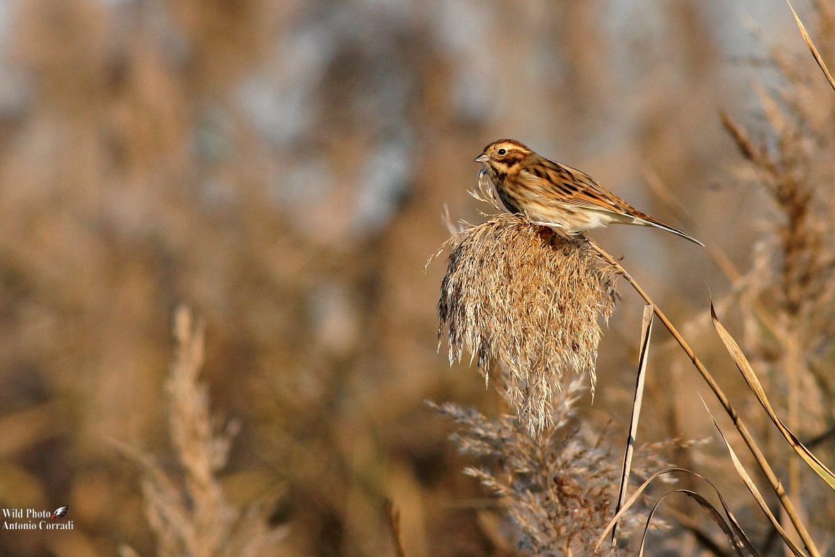 Migliarino di palude