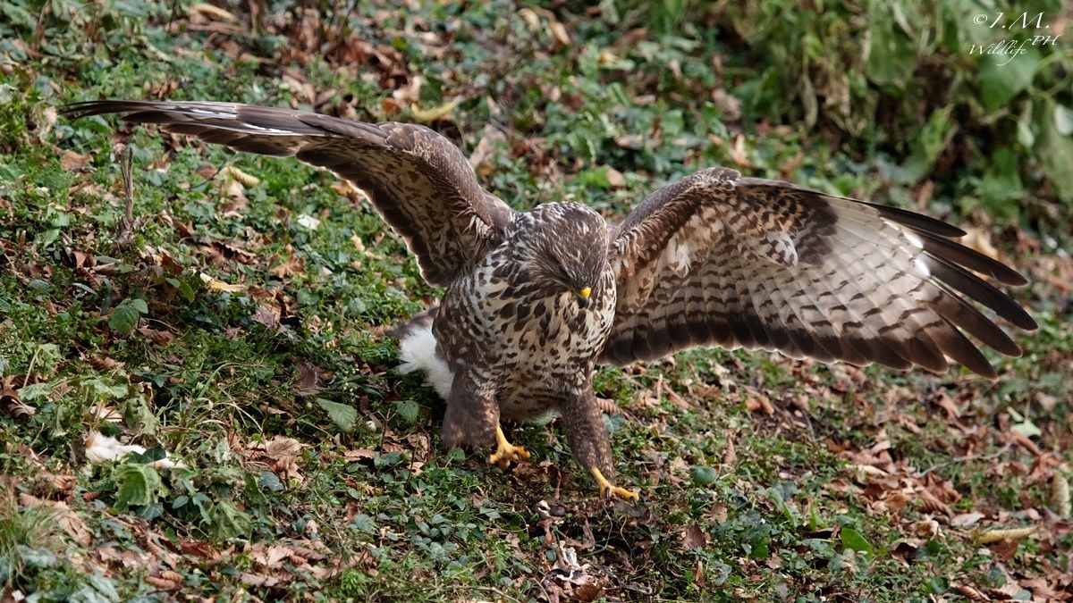 Poiana (Buteo buteo) juv.