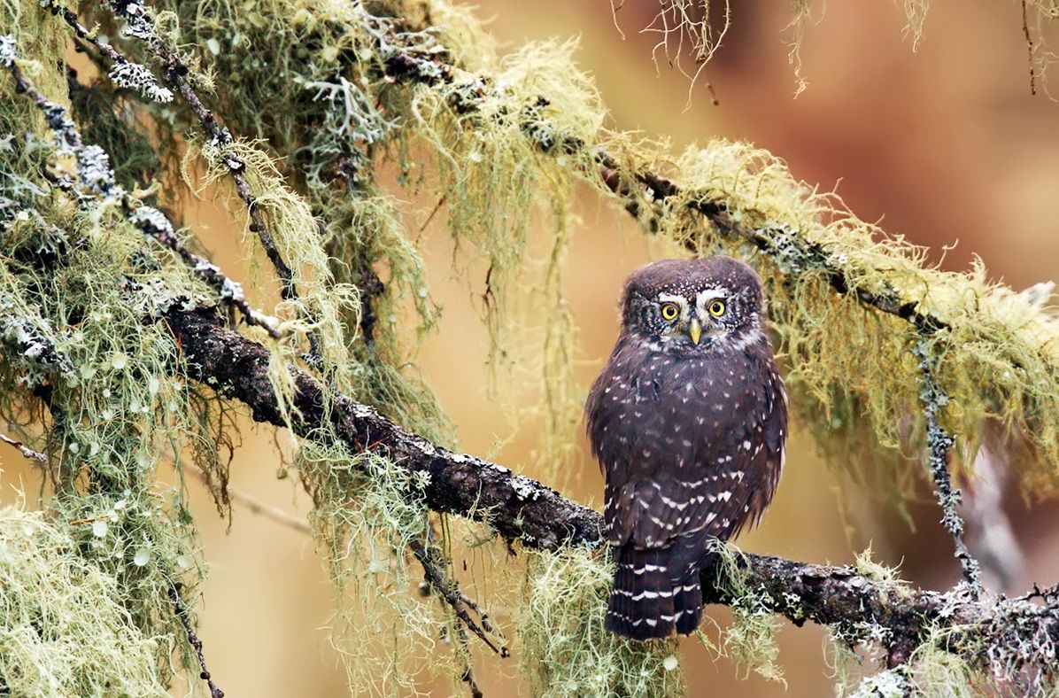 Pygmy Owl autumn