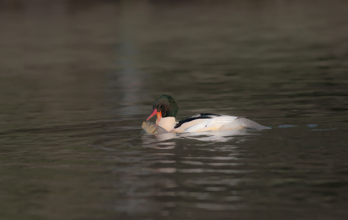 Merganser fishing
